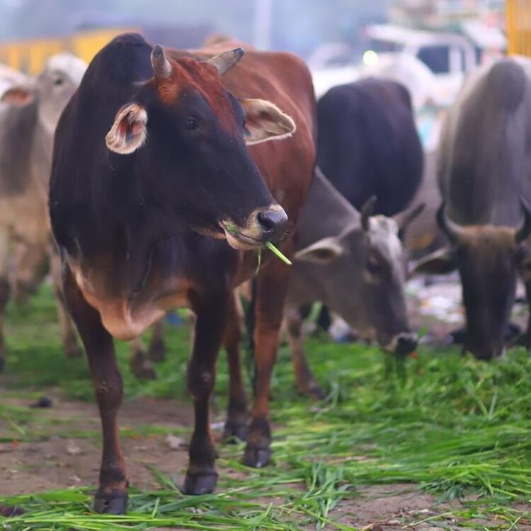 WhatsApp Image 2025-01-23 at 3.32.12 PM